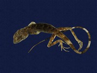 藏品(石垣攀蜥)的圖片